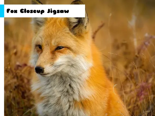 Fox Closeup Jigsaw